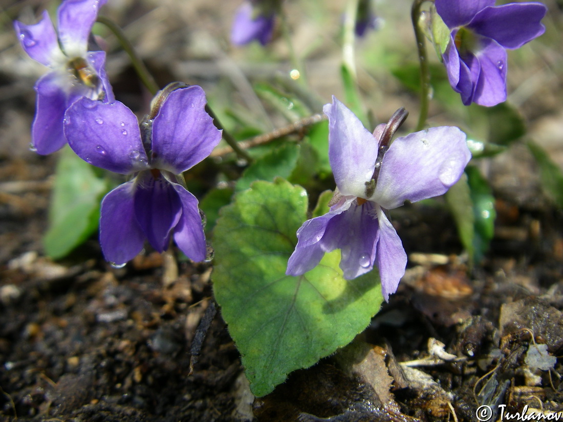 Изображение особи Viola dehnhardtii.