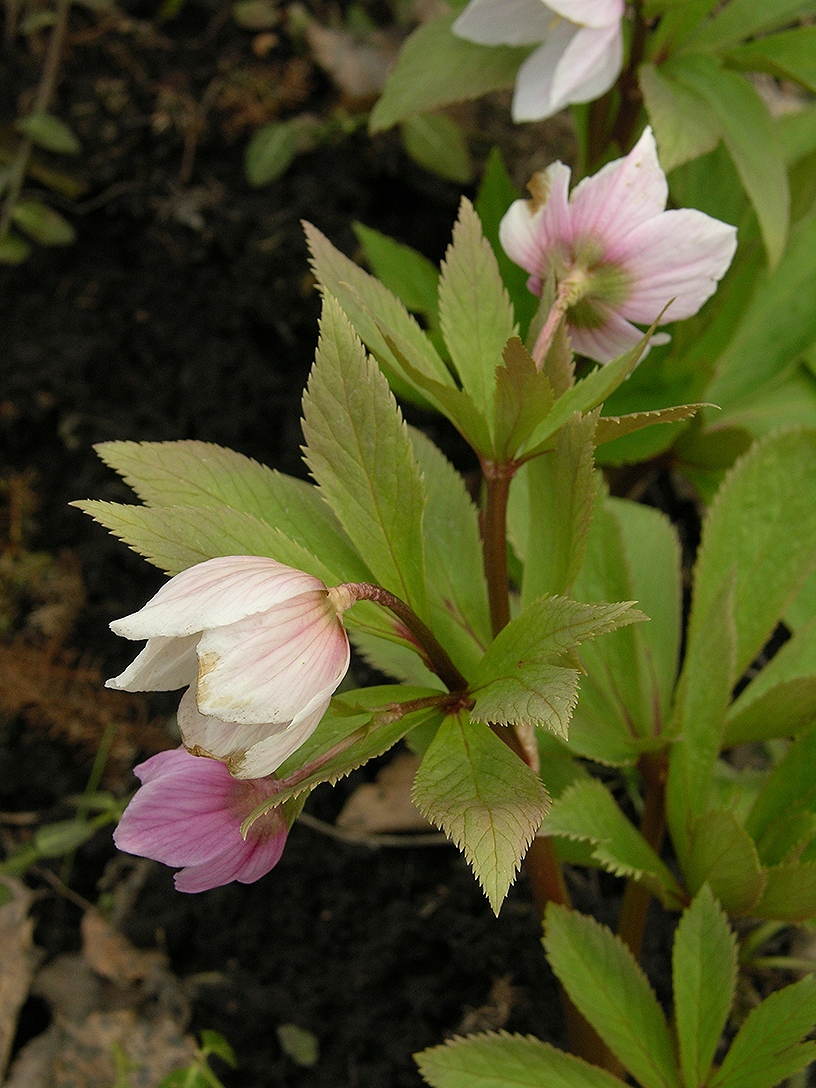 Image of Helleborus thibetanus specimen.