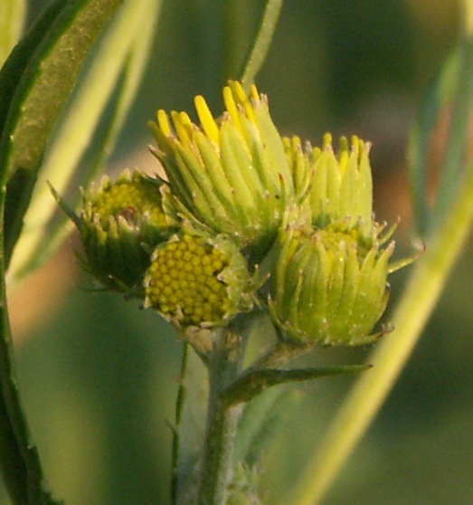 Image of Senecio paludosus specimen.