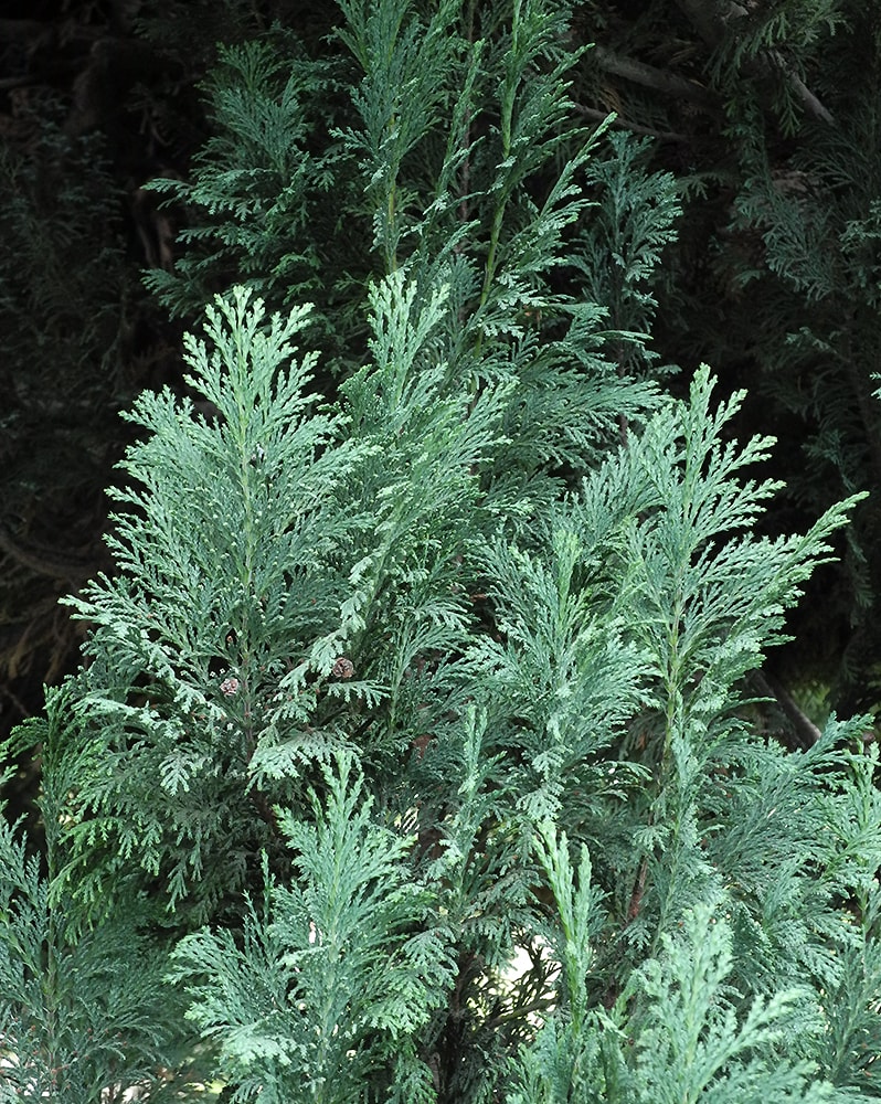 Image of Chamaecyparis lawsoniana specimen.