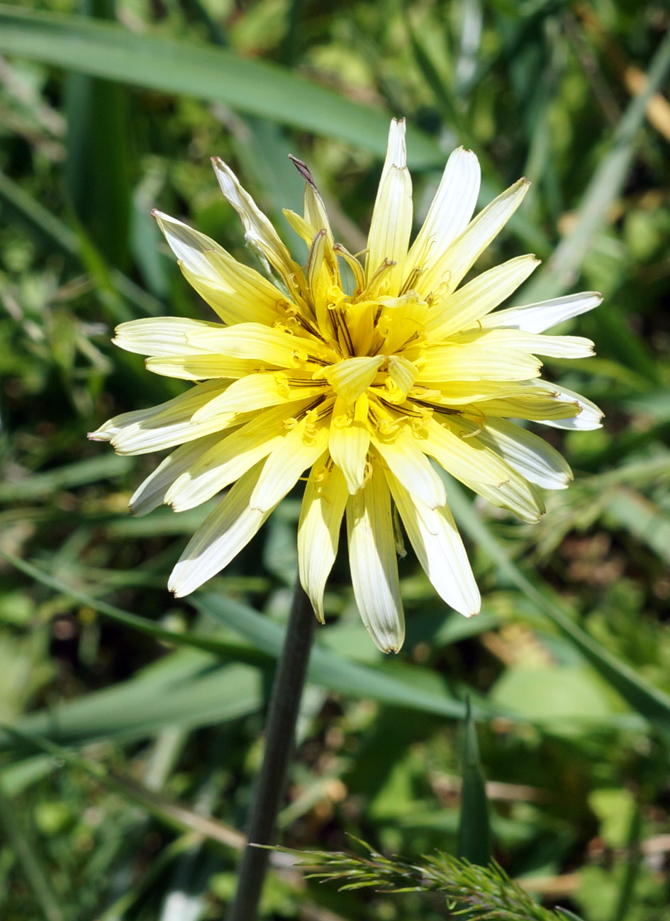 Image of genus Scorzonera specimen.