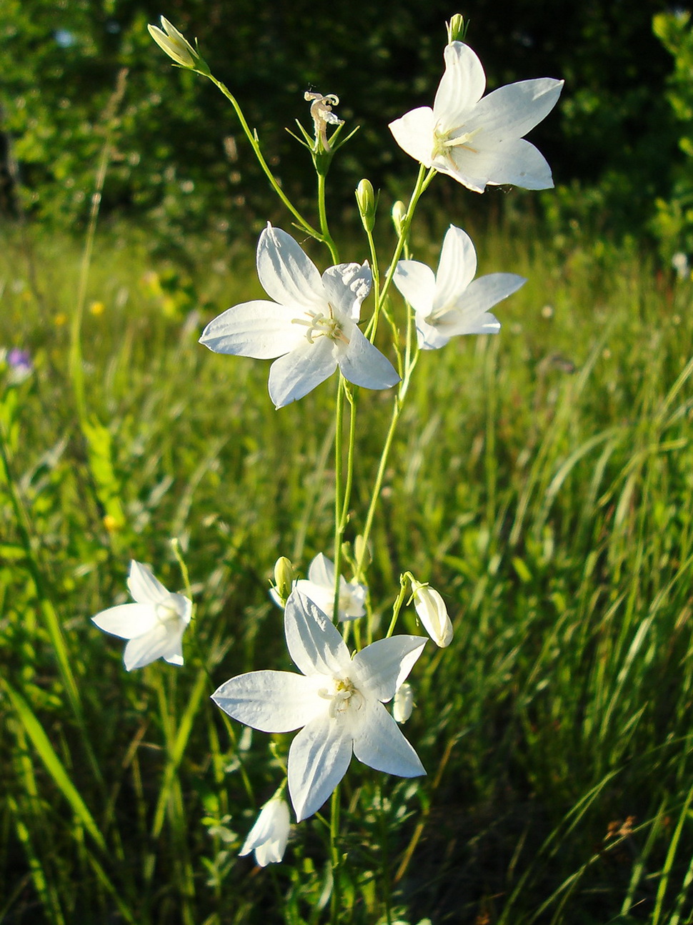 Image of Campanula patula specimen.