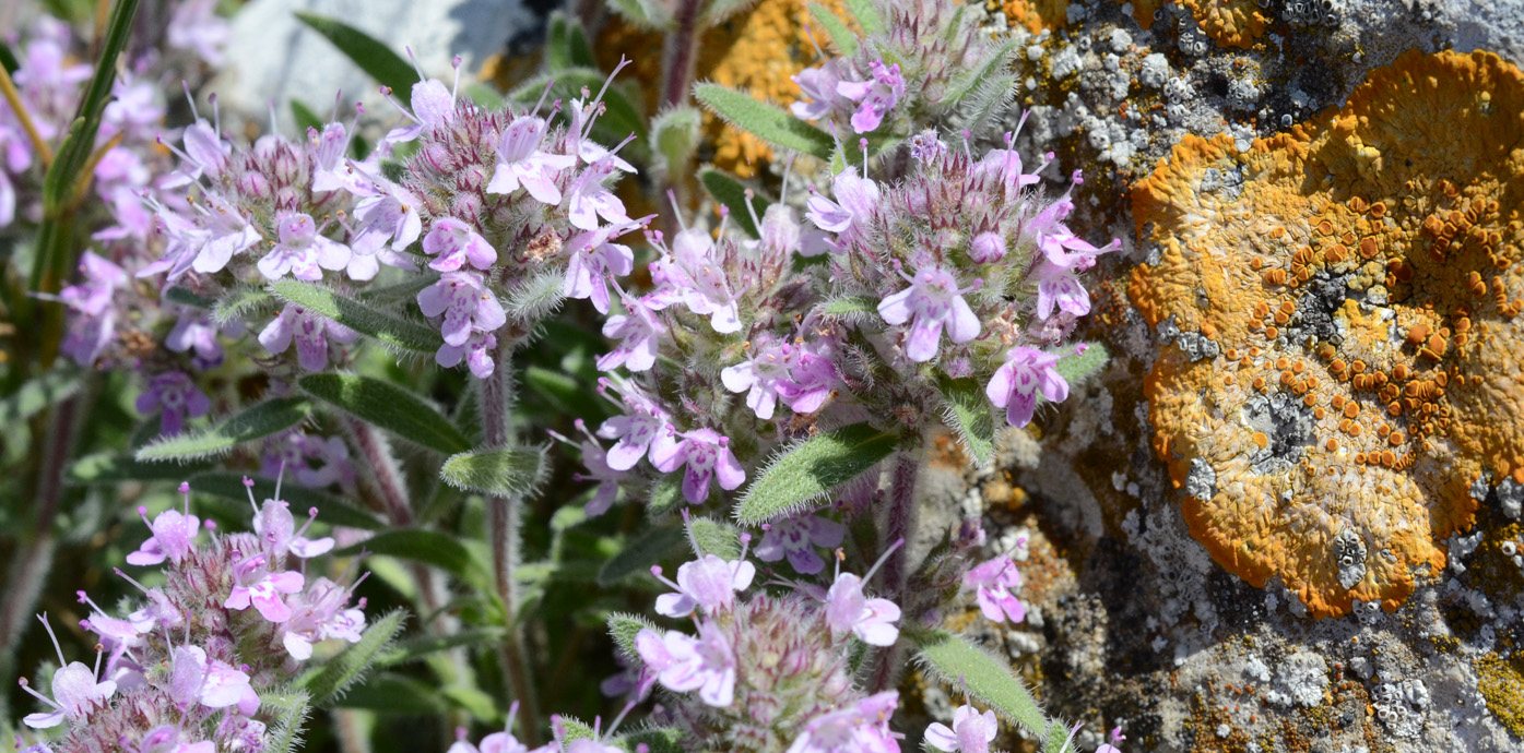 Изображение особи Thymus tauricus.