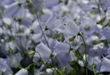 Campanula cochleariifolia