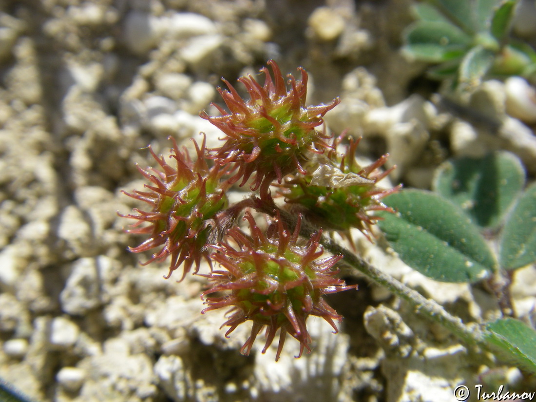 Image of Medicago minima specimen.