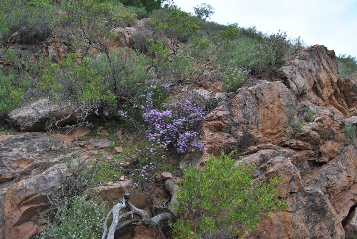 Image of Felicia filifolia specimen.