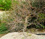Commiphora gileadensis. Нижняя часть цветущего и плодоносящего растения. Израиль, впадина Мёртвого моря, киббуц Эйн-Геди. 24.04.2017.