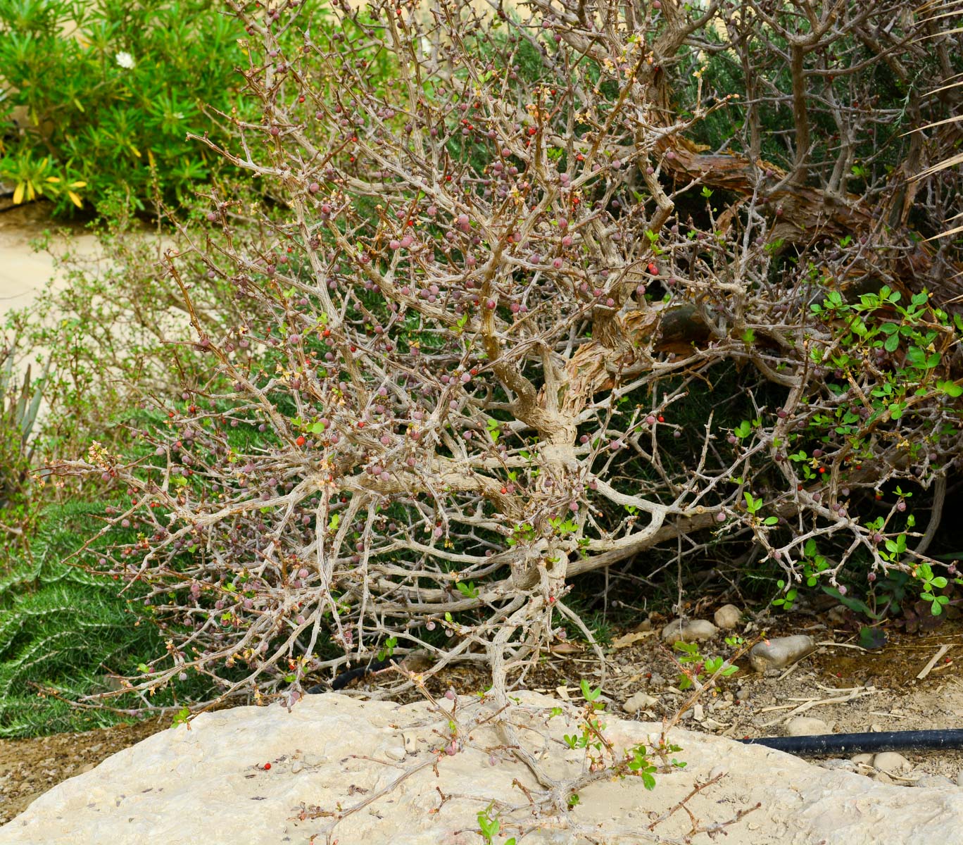 Изображение особи Commiphora gileadensis.