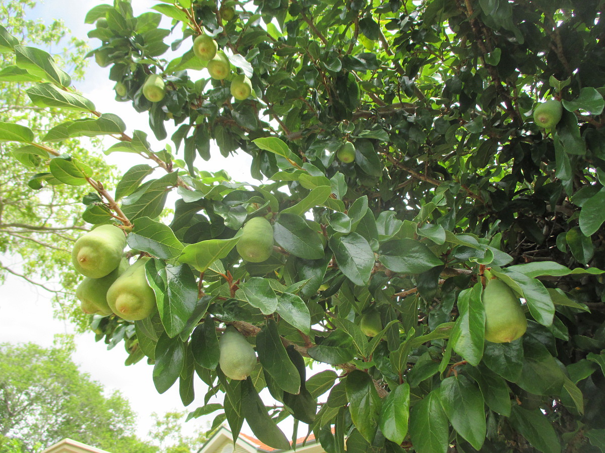 Image of Ficus pumila specimen.