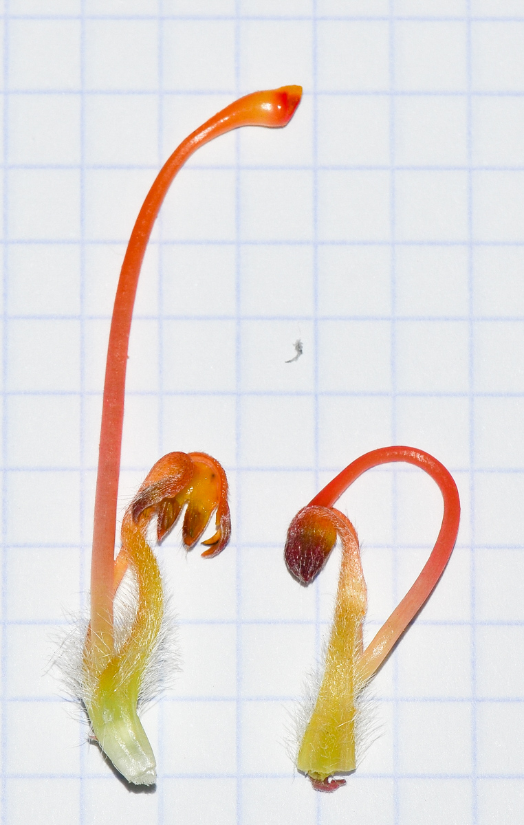 Image of Leucospermum cordifolium specimen.