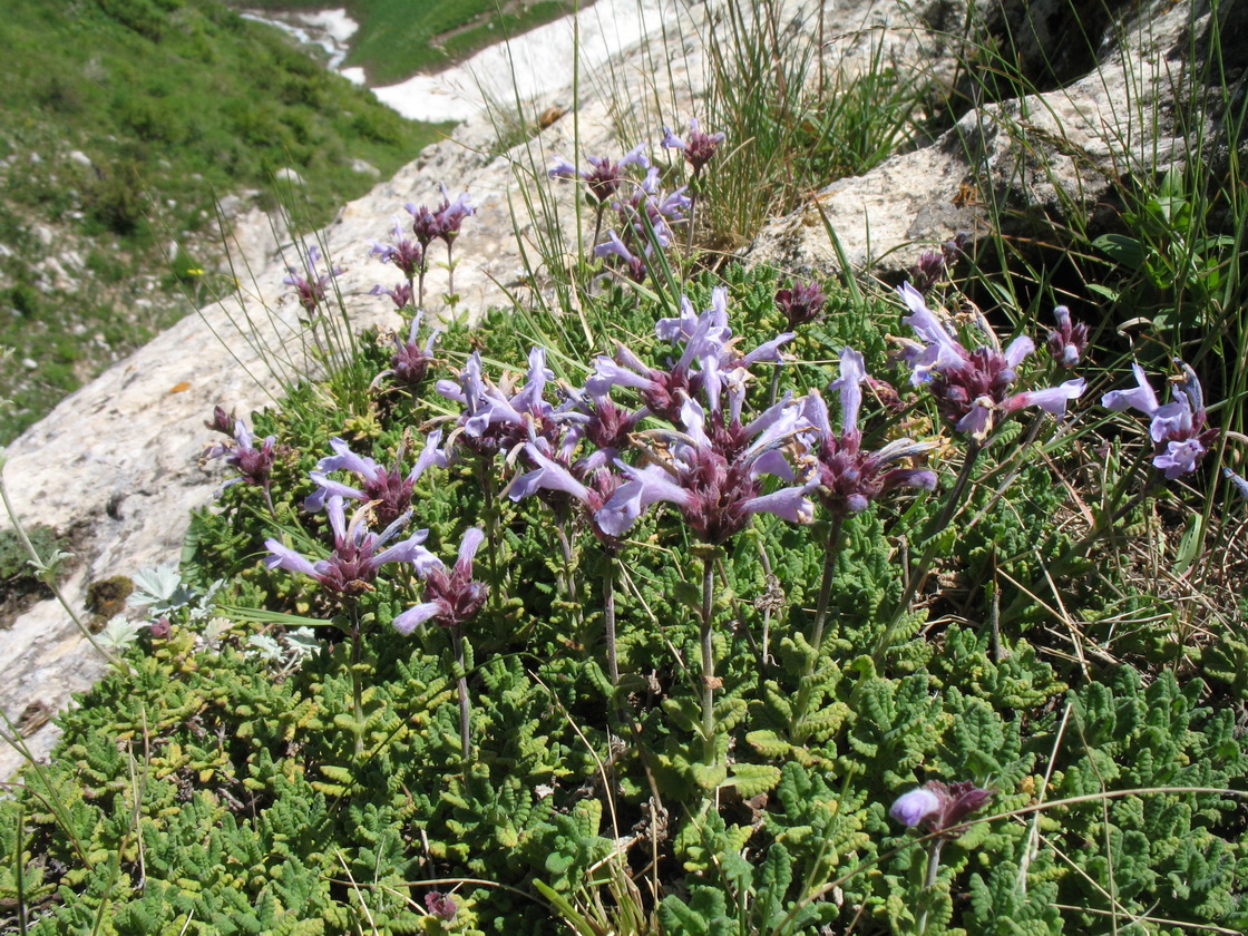 Изображение особи Dracocephalum oblongifolium.