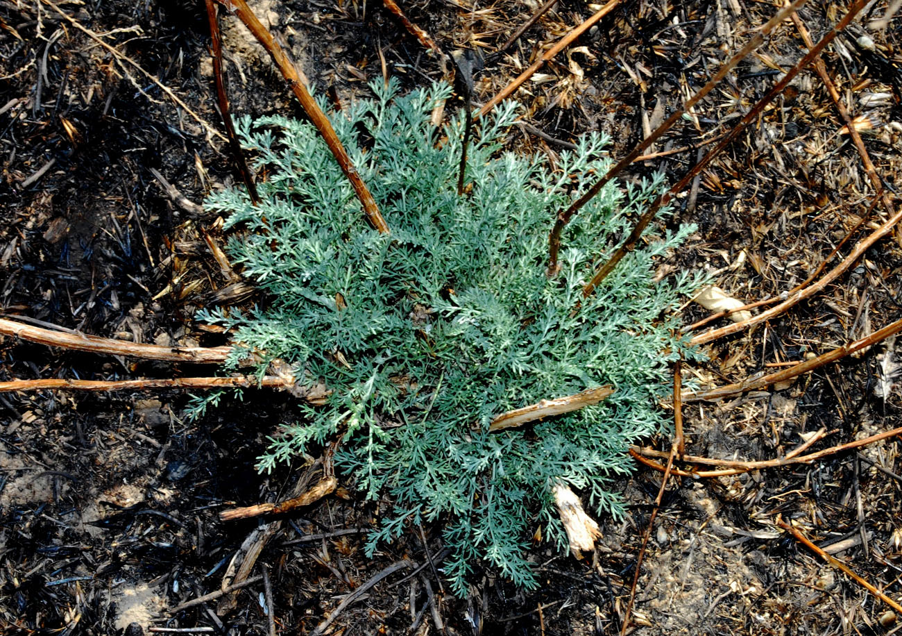 Image of Artemisia serotina specimen.