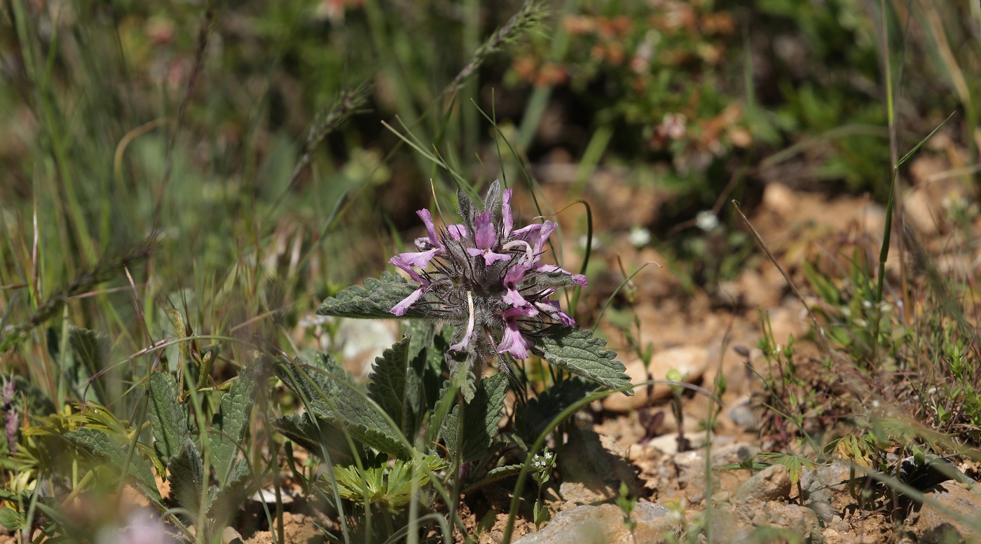 Image of Phlomoides boraldaica specimen.