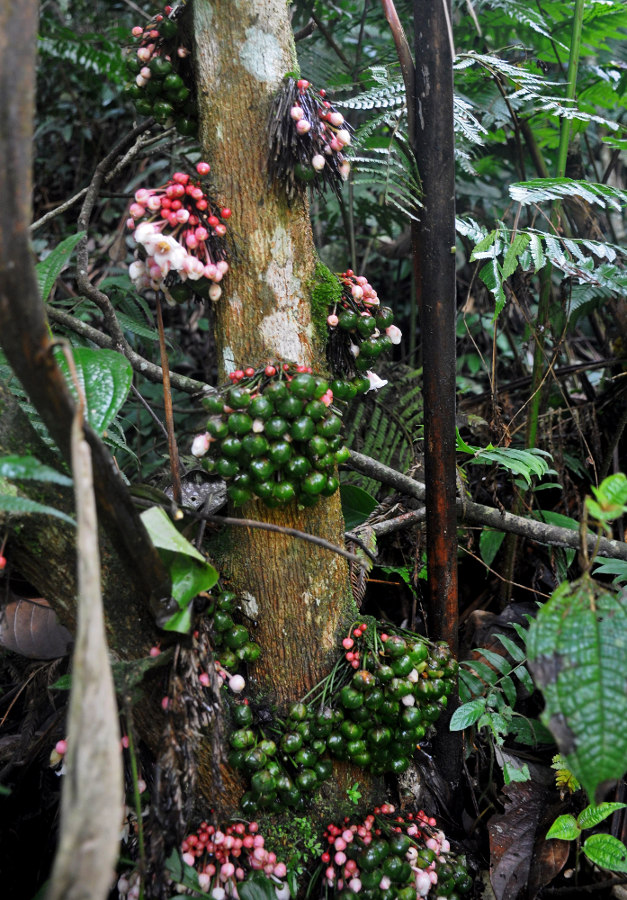 Image of Saurauia rubens specimen.