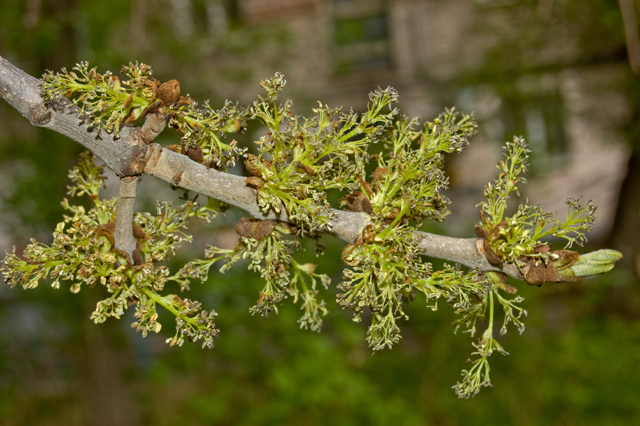 Image of Fraxinus pennsylvanica specimen.