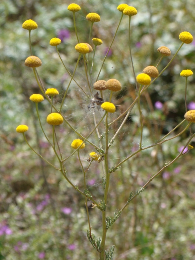 Image of Tripleurospermum disciforme specimen.