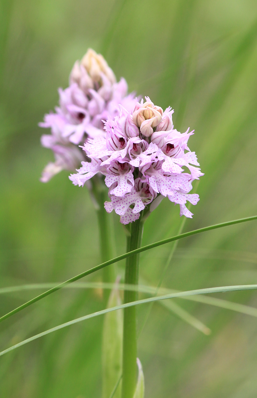 Изображение особи Neotinea tridentata.