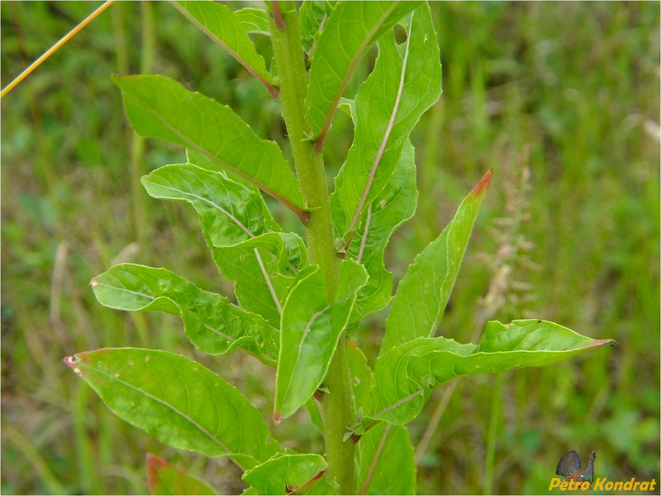 Изображение особи Oenothera biennis.