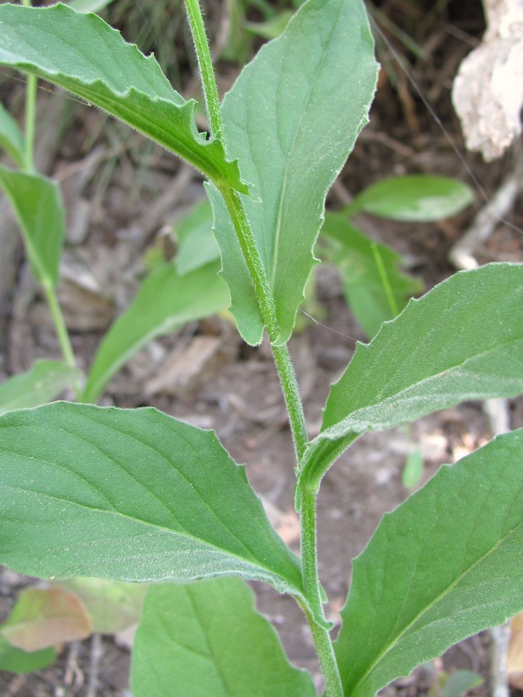 Image of Cardaria draba specimen.