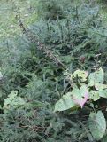 Salvia glutinosa. Плодоносящее растение. Грузия, Боржоми-Харагаульский национальный парк, нижняя часть долины р. Ликаницхеви, ≈ 850 м н.у.м. 08.10.2018.