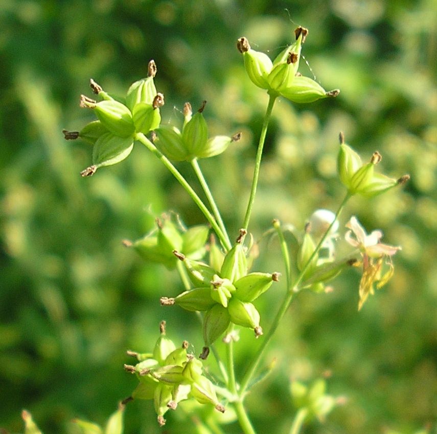 Image of Thalictrum minus specimen.