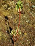 Euphorbia characias