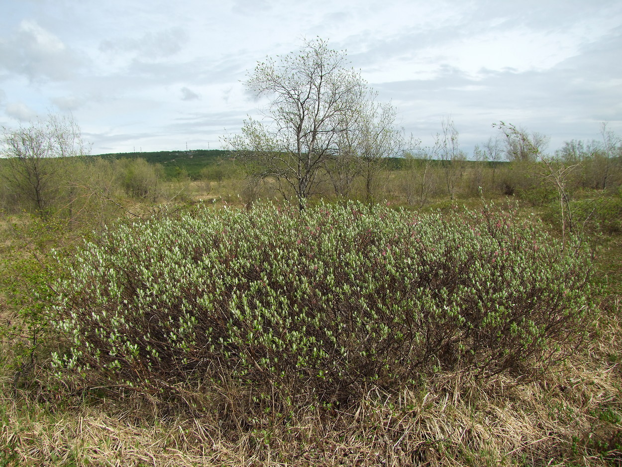 Image of Salix krylovii specimen.