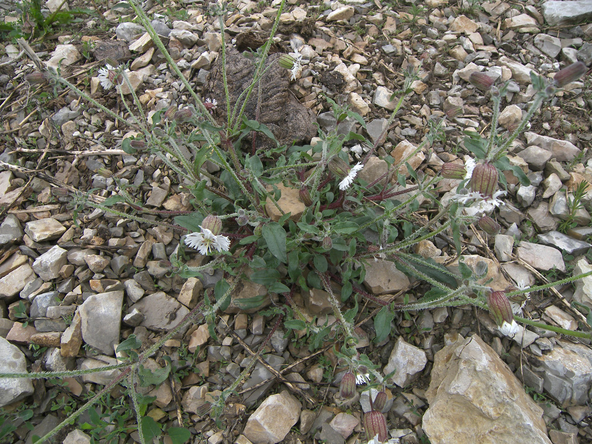 Image of Oberna lacera specimen.