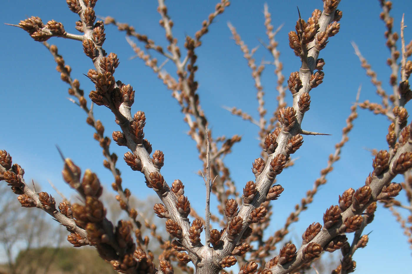 Image of Hippophae rhamnoides specimen.