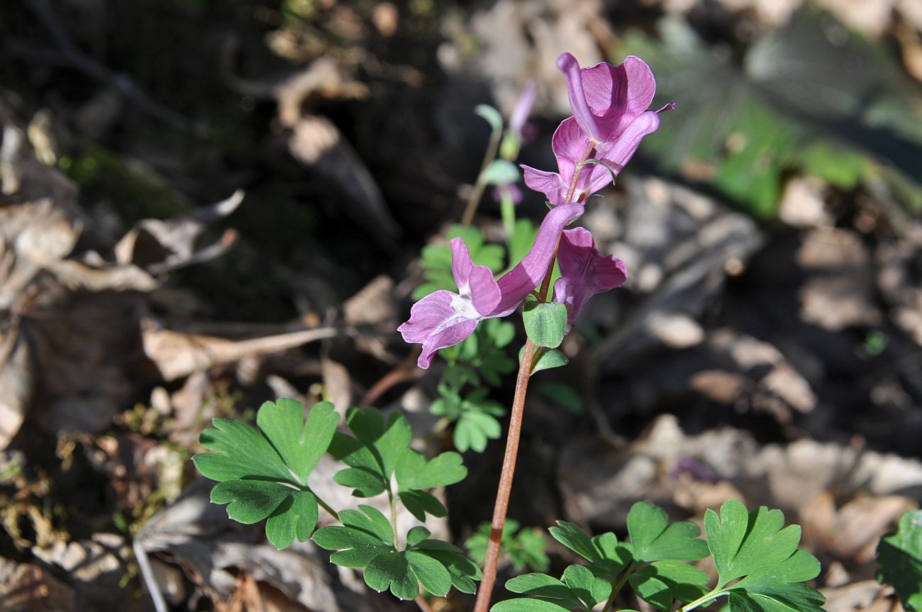 Изображение особи Corydalis caucasica.