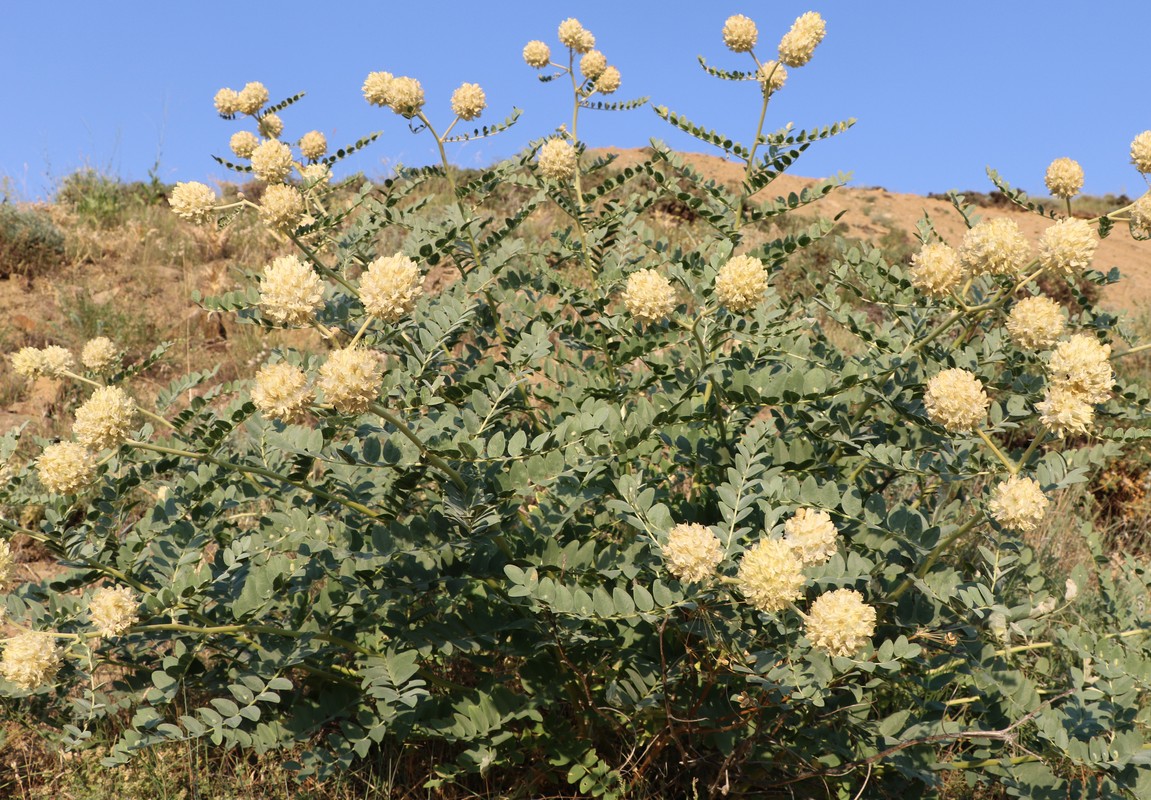 Изображение особи Astragalus regelii.