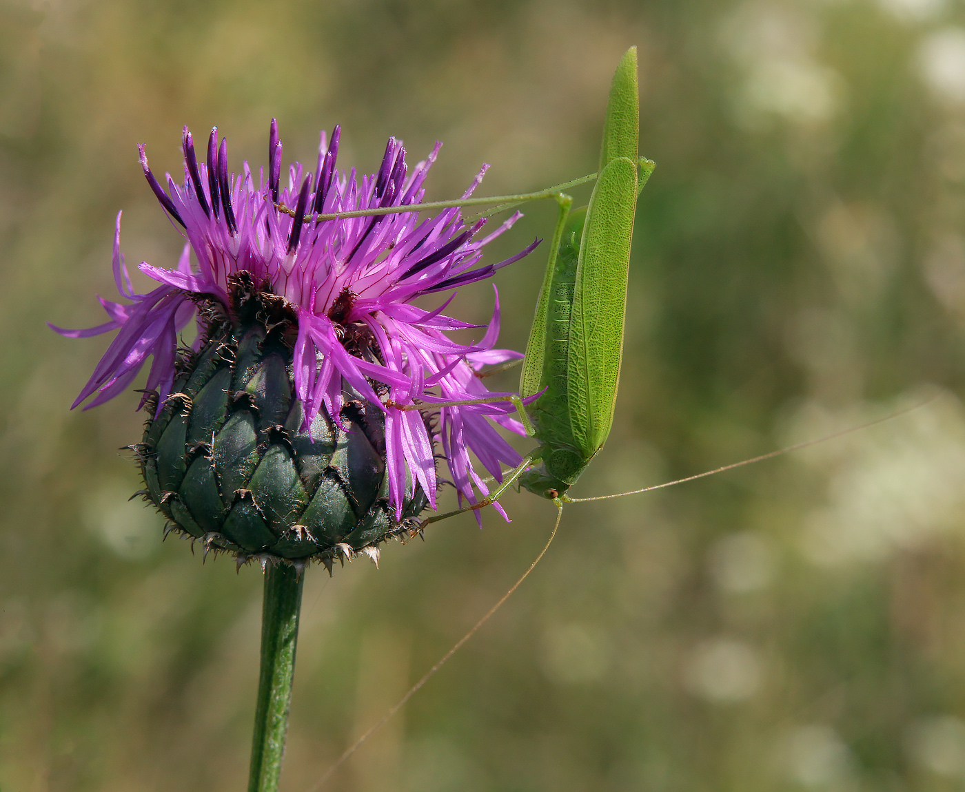 Изображение особи Centaurea scabiosa.