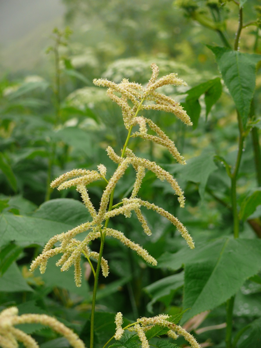 Изображение особи Aruncus dioicus.