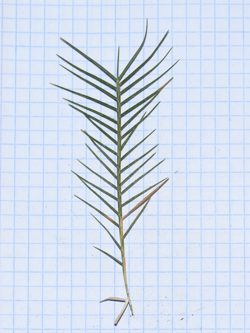 Image of Distichlis spicata specimen.