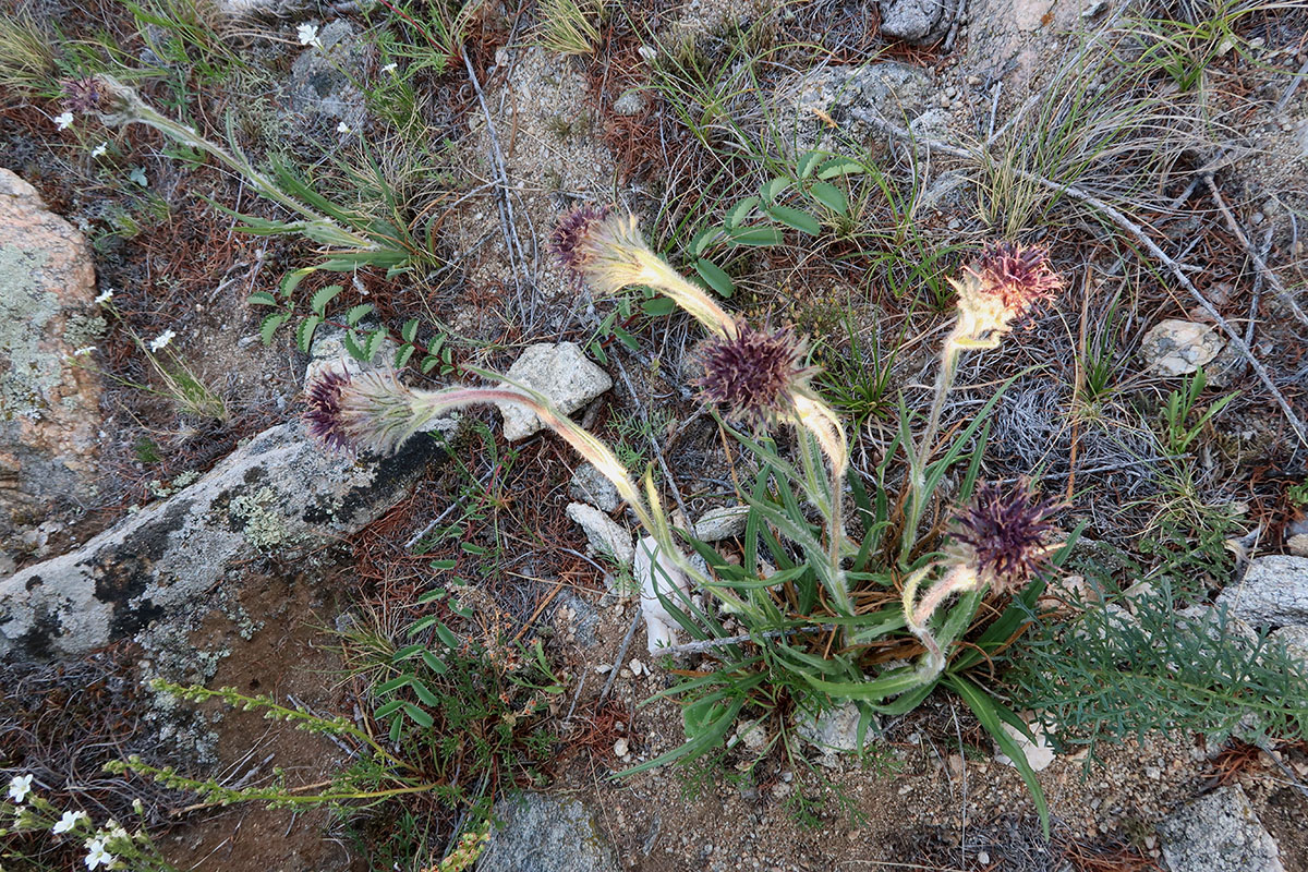 Изображение особи Saussurea schanginiana.