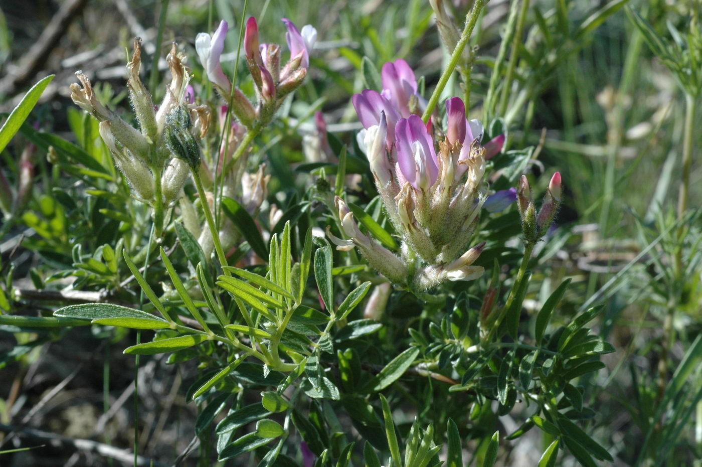 Изображение особи Astragalus aktiubensis.