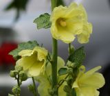 Alcea rugosa