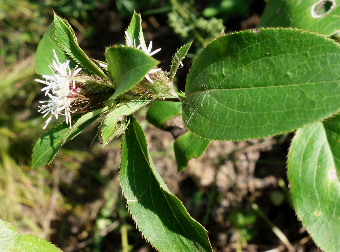 Image of Atractylodes ovata specimen.