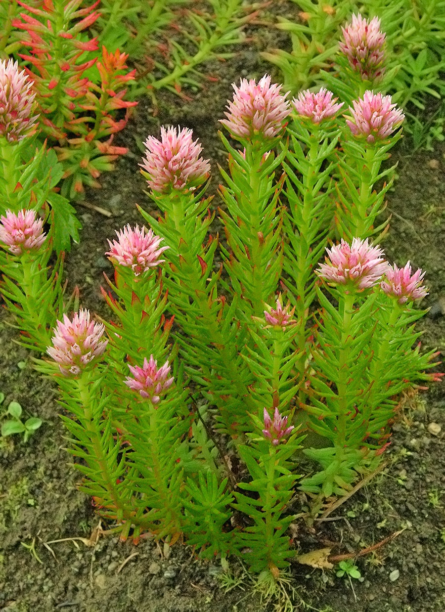 Image of Rhodiola rhodantha specimen.