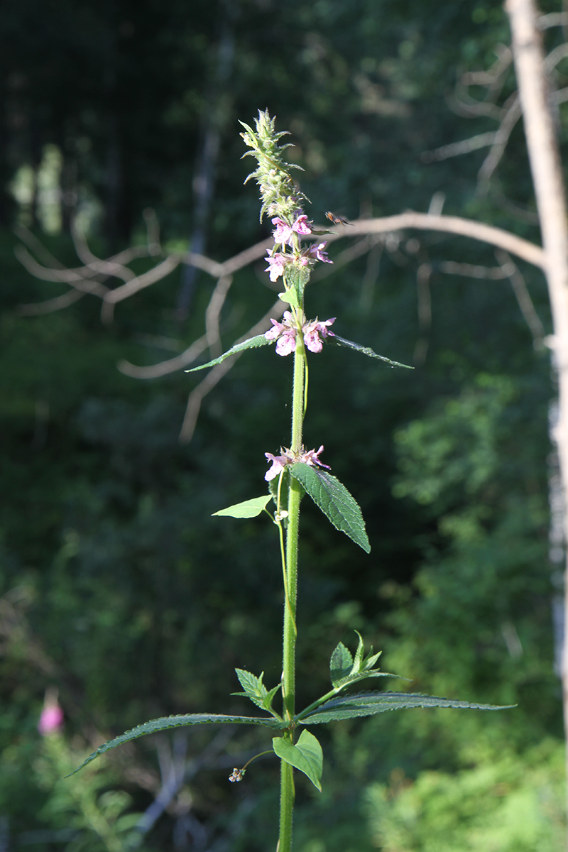 Image of Stachys palustris specimen.