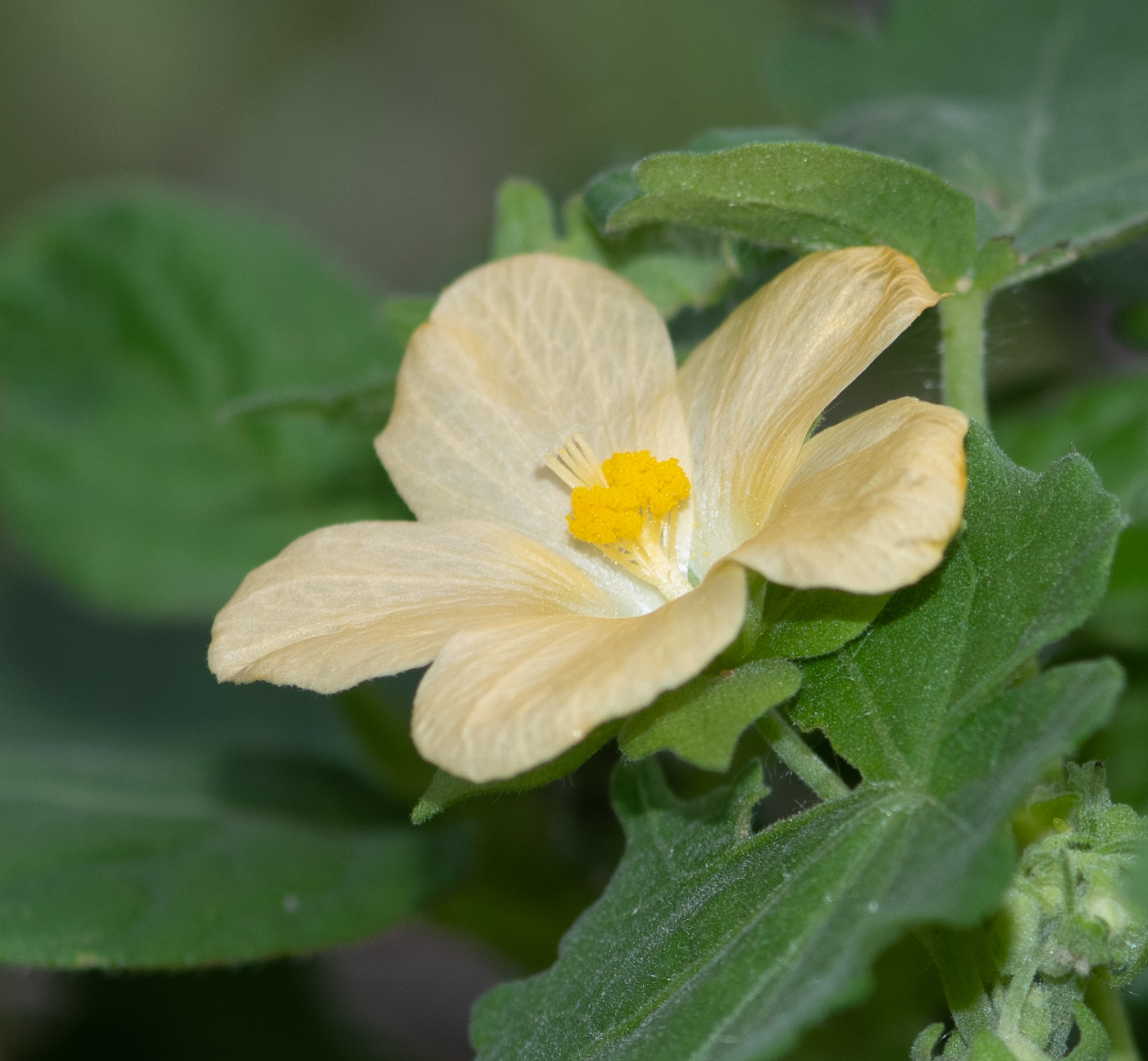 Изображение особи Pavonia burchellii.