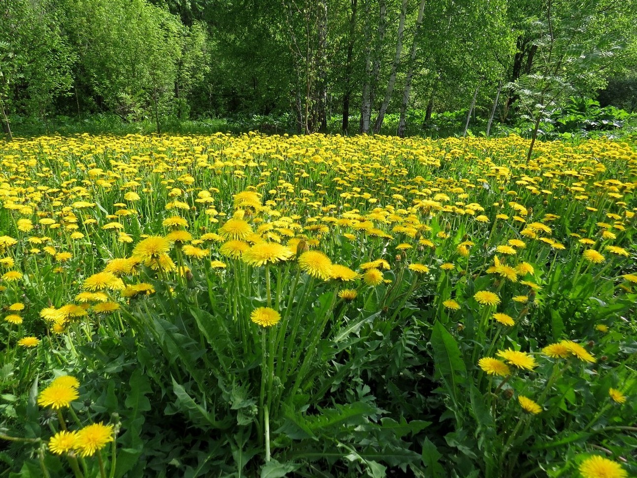 Image of Taraxacum officinale specimen.