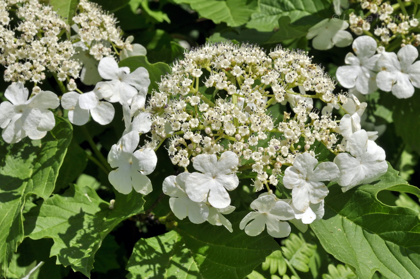 Image of Viburnum sargentii specimen.