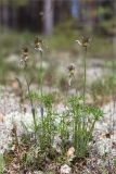 Pulsatilla patens. Плодоносящие растения. Ленинградская обл., Лужский р-н, окр. оз. Лебевое, беломошный сосновый бор. 30.05.2020.