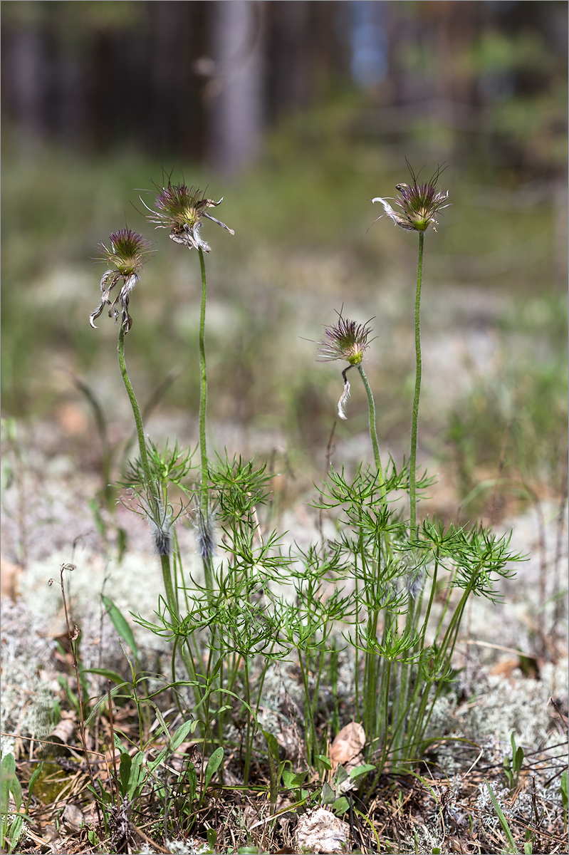 Изображение особи Pulsatilla patens.