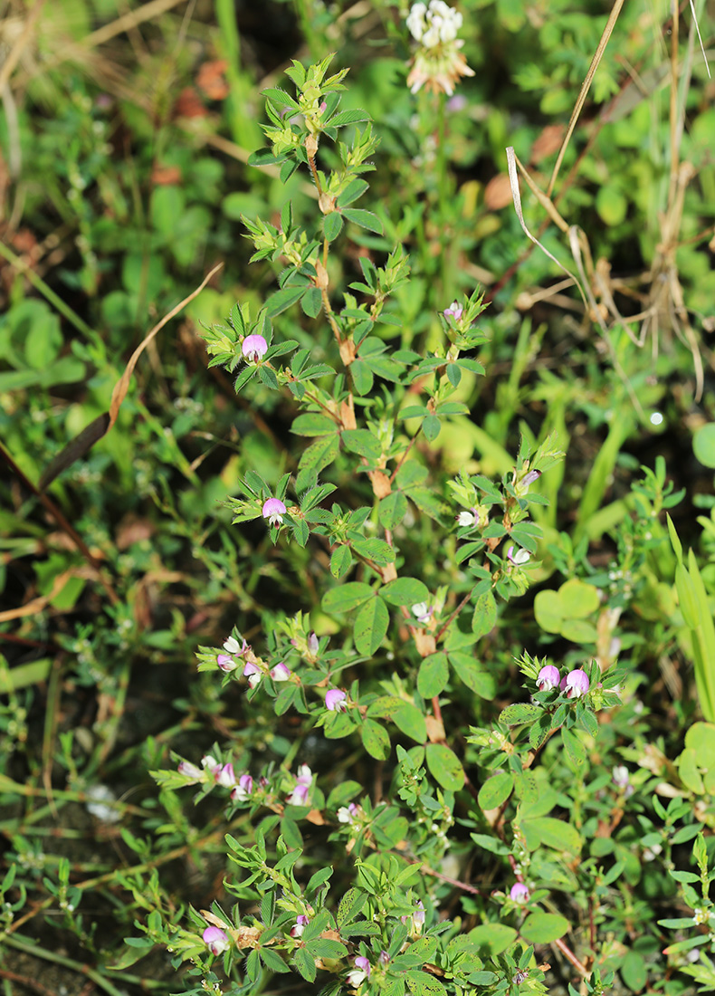 Изображение особи Kummerowia stipulacea.