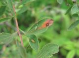 Spiraea crenata