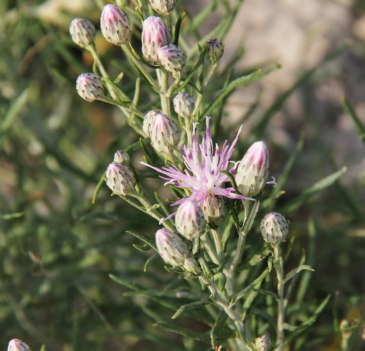 Image of Jurinea stoechadifolia specimen.