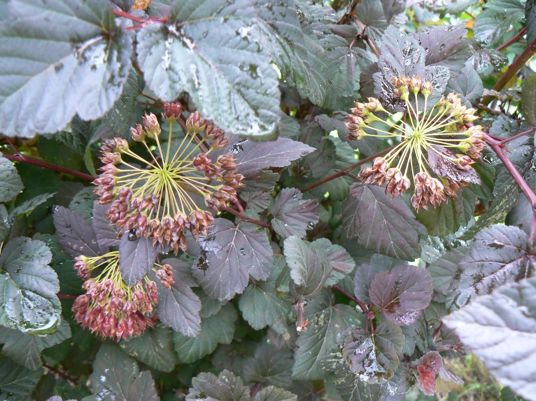 Image of Physocarpus opulifolius specimen.