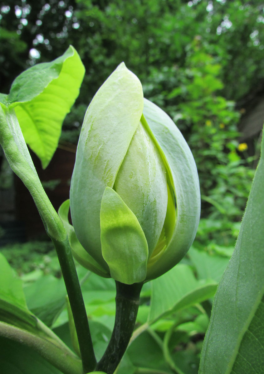 Image of Magnolia acuminata specimen.